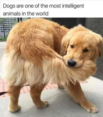 Funny Dog Intelligent