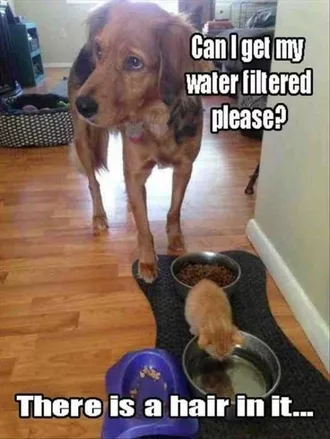 Funny Fltered Water