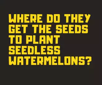 Quote Seeds To Plant