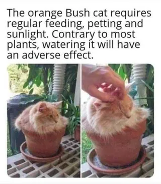 Funny Bush Cat