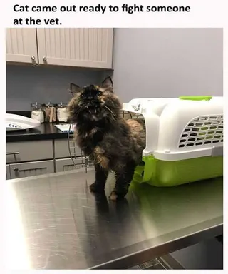 Funny Cat Came Out