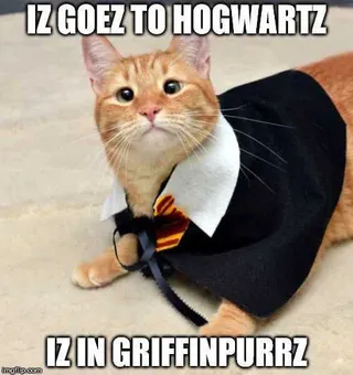 Funny Griffin