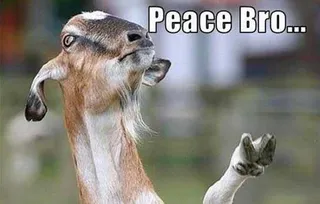 Funny Peace Bro