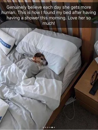 Funny Stolen Bed