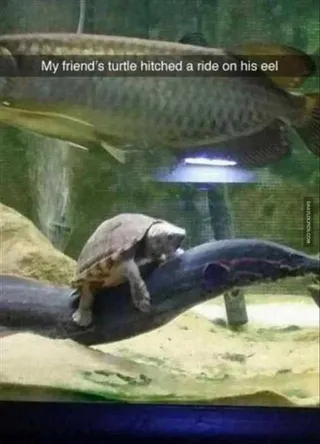 Funny Tortie Eels