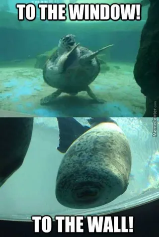 Funny Turtle Window