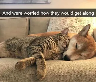 Funny Worried Get Along