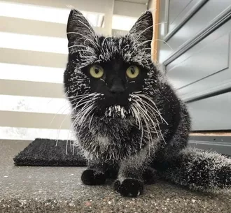 Funny Cat Black Snow