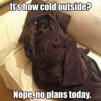Funny Dog Cold