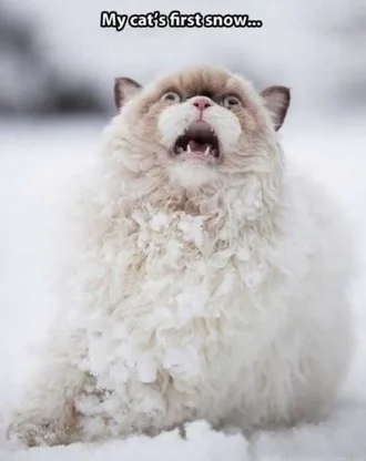 Funny First Snow