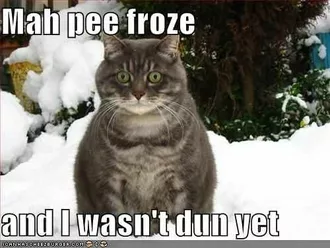 Funny Froze Cat