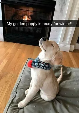 Funny Golden Ready