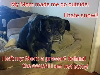 Funny Present Dog