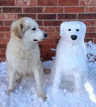 Funny Snow Dog