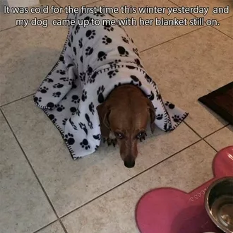 Funny Winter Blanket