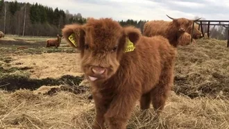 Funny Baby Cow Blep