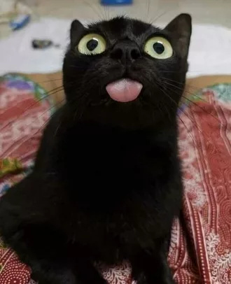 Funny Black Cat Blep