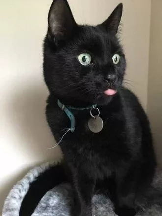 Funny Black Cat Look Blep