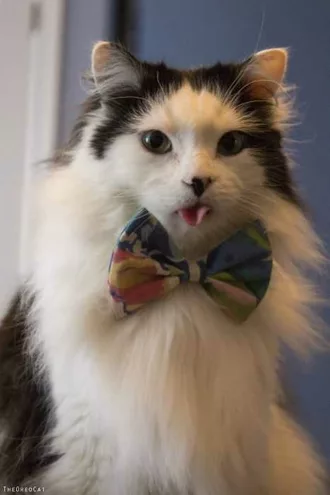 Funny Blep Bowtie
