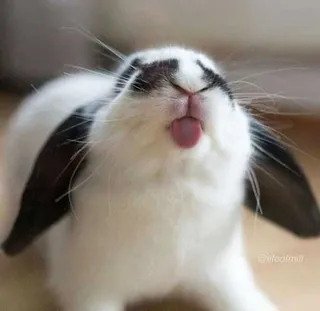 Funny-Bunnies-Blep Funny Bunnies Blep