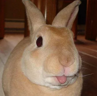 Funny Bunny Blep2
