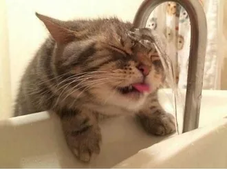 Funny Cat Bath Blep
