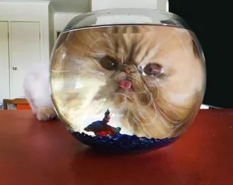Funny Cat Fishbowl Blep