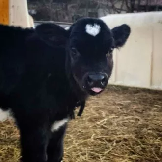 Funny Cow Heart Blep