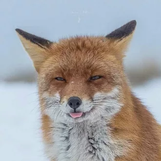 Funny Fox Blep