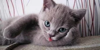 Funny Grey Cat Blep