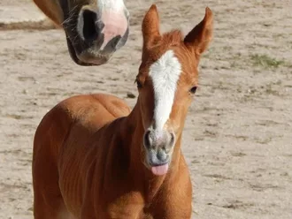 Funny Horse Blep