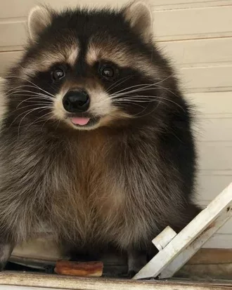 Funny Racoon Blep