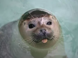 Funny Seal Blep