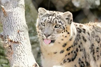 Funny Snow Leopard Blep