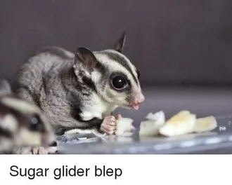 Funny Sugar Glider Blep