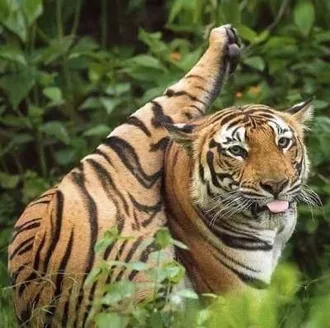 Funny Tiger Blep
