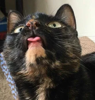 Funny Tortie Blep