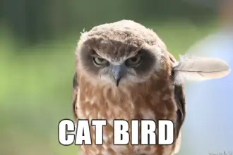 Animal-Bird-Cat Animal Bird Cat