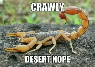 Animal-Crawly-Desert Animal Crawly Desert