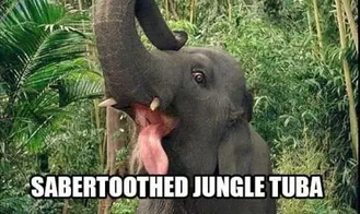 Animal-Elephant Animal Elephant