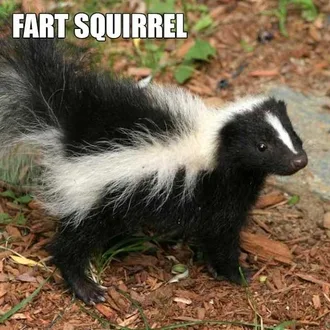 Animal-Fart-Squirrel Animal Fart Squirrel