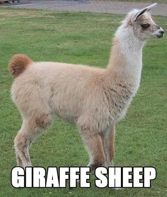 Animal-Giraffe-Sheep Animal Giraffe Sheep
