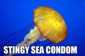Animal-Jellyfish Animal Jellyfish
