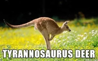 Animal-Kangaroo Animal Kangaroo