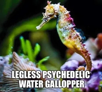 Animal-Legless Animal Legless