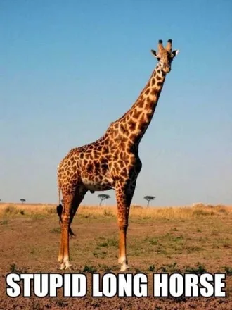 Animal-Long-Horse Animal Long Horse