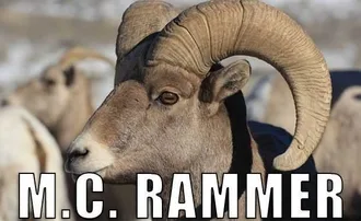 Animal-Mc-Rammer Animal Mc Rammer