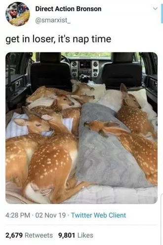 Animal Deer Nap