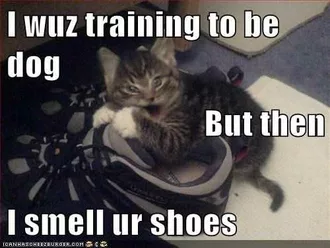 Funny Smell Shoes