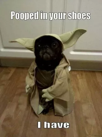 Funny Yoda Dog